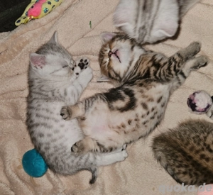 BKH KITTEN Britisch Kurzhaar 