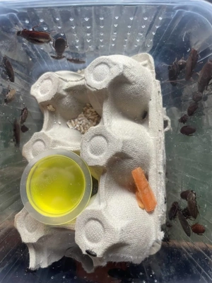 0.0.50 Diploptera punctata