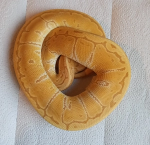 1.0 Hurricane Pinstripe Ultramel von 2024