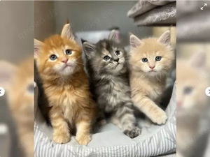 Wunderschöne Maine coon kittens sofort abzugeben