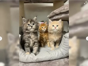 3 Reinrassige Maine Coon Katzchen