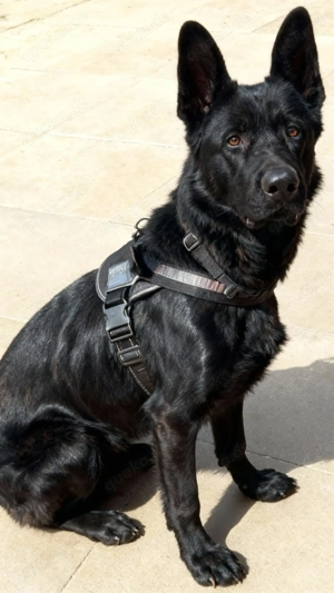 Deutscher Schwarzer Schäferhund 1,5 Jahre Alt