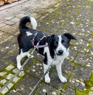 Mila Welpe sucht ihre Familie