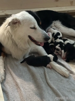 Reinrassige Border Collie Welpen