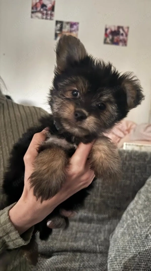 Yorkshire Mix Welpen suchen Für Immer zuhause