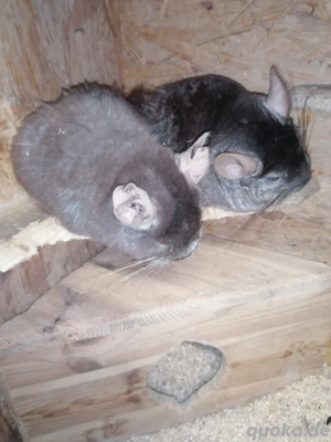 Chinchilla Notfellchen Weibchen 