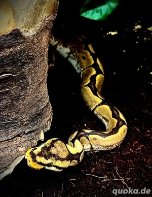 Python Regius königspyton Spider