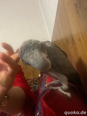 Graupapgei 5 Jahrealt Weibchen Zahm
