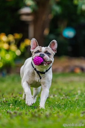 Französische Bulldogge (1.5 Jahre alter Rüde) - liebevoller Familienhund sucht neues Zuhause   