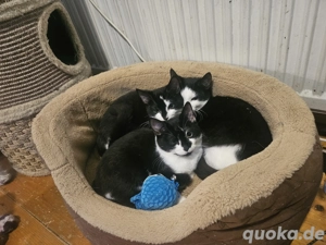 noch 3 Khao Manee Mix Mädchen 