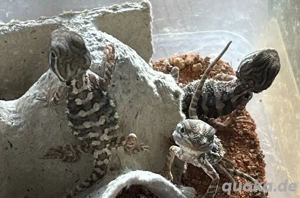 Zwergbartagamen Babys