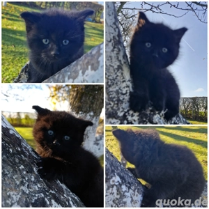 Katerchen "Blacky"