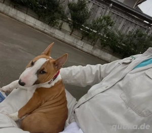 Miniatur Bullterrier Welpen