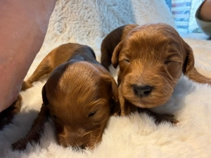 Red-Maltipoo  Toypudel-Welpen in liebevolle Hände abzugeben