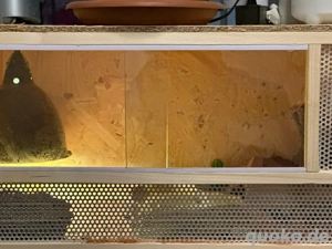 verkaufe eine bartagame 