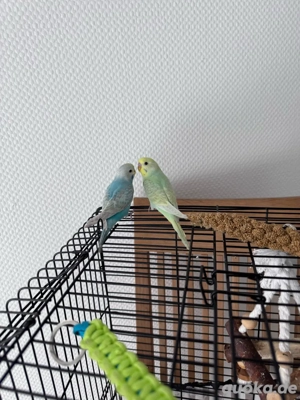 zwei wellenstiche abzu geben 