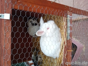 2 Hasen (Mama und Tochter)