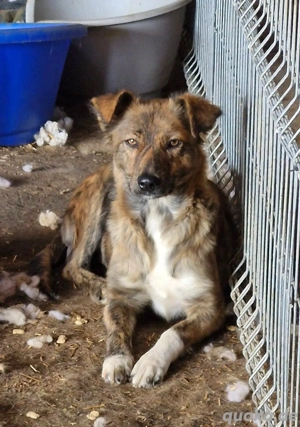 Liora gedtromte Schönheit auf vier Pfoten