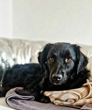 Sato - ein liebevoller Bub