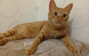 Sanfter Terry mit großem Herzen sucht sein Glück! Bild 3