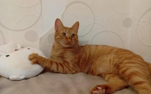 Sanfter Terry mit großem Herzen sucht sein Glück! Bild 2