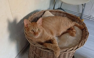 Sanfter Terry mit großem Herzen sucht sein Glück! Bild 4