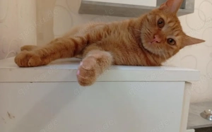 Sanfter Terry mit großem Herzen sucht sein Glück! Bild 5