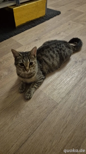 tinkabell sucht ein neues Zuhause 