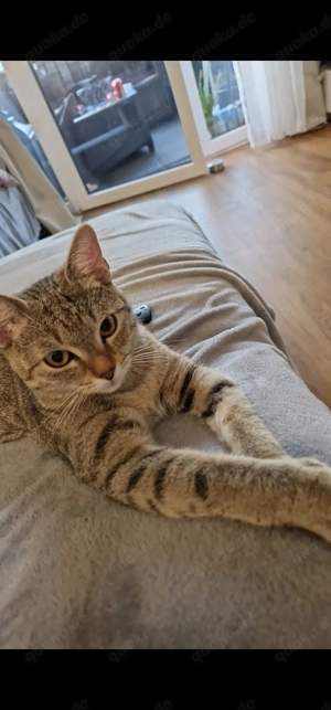 Luna sucht ein neues zuhause