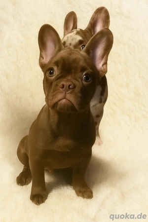 Schoko brindle Rüde ! Französische Bulldoge ! 