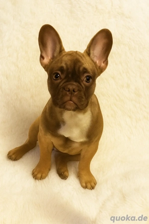 Französische Bulldogge
