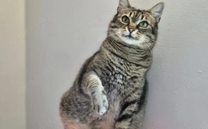 Rosi sucht Ihr liebevolles Zuhause