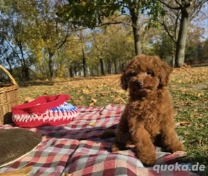Süßer roter Mini Pudel Hugo sucht ein liebevolles Zuhause Bild 3