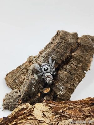 Phidippus Regius "White Bahamas" Springspinne  Bild 2