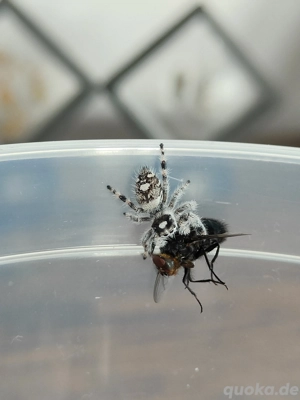 Phidippus Regius "White Bahamas" Springspinne  Bild 5