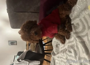 Süßer roter Mini Pudel Hugo sucht ein liebevolles Zuhause Bild 2