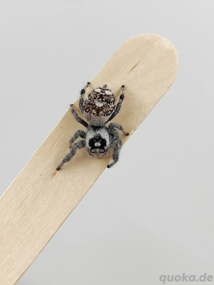 Phidippus Regius "White Bahamas" Springspinne 