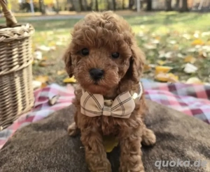 Süßer roter Mini Pudel Hugo sucht ein liebevolles Zuhause