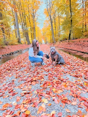 american bully hündin 