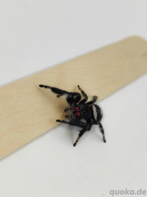 Phidippus regius "Apalachicola" Bild 5