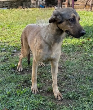 Sanfter Knuddelbär Stitch sucht seine Menschen  Bild 5