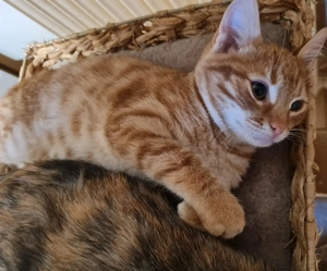 Kätzchen suchen liebevolles neues Zuhause