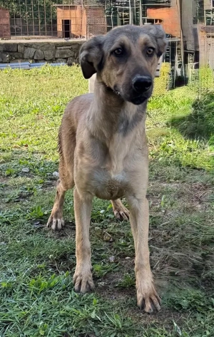 Sanfter Knuddelbär Stitch sucht seine Menschen  Bild 2