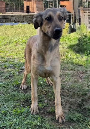 Sanfter Knuddelbär Stitch sucht seine Menschen  Bild 4