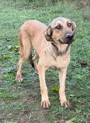 Sanfter Knuddelbär Stitch sucht seine Menschen 