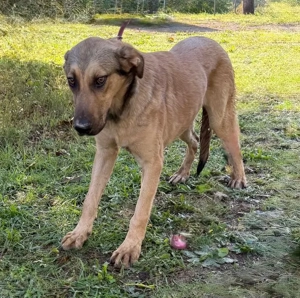 Sanfter Knuddelbär Stitch sucht seine Menschen  Bild 3