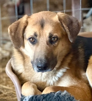 Prachtbursche Kimmi will dein Begleiter sein 