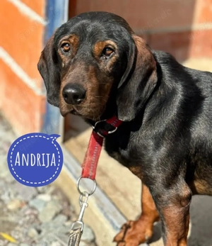 Andrija, wunderschöne Dachsbracke, leider etwas ängstlich und schüchtern, siehe Beschreibung