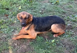 Die  zauberhafte Lilo sucht das Glück  Bild 2