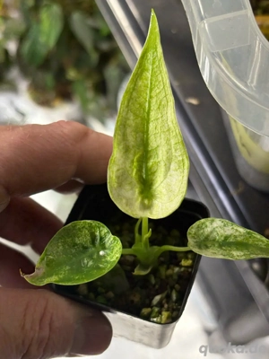 Alocasia Cucullata Mint Splash Variegata